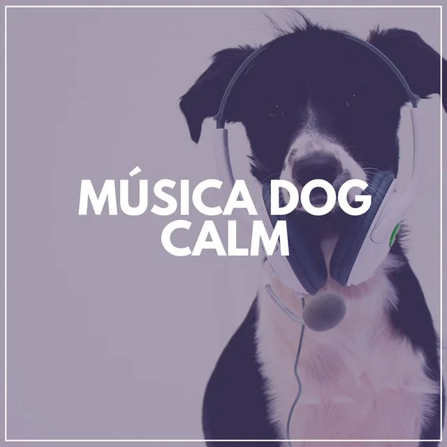 Música Dog Calm