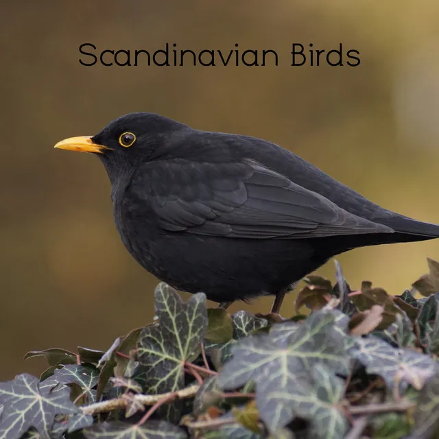 Scandinavian Birds