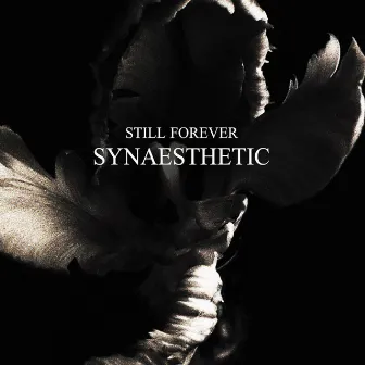 Synaesthetic by Still Forever