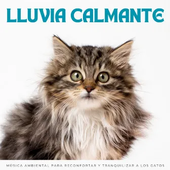 Lluvia Calmante: Música Ambiental Para Reconfortar Y Tranquilizar A Los Gatos by Atrapar el sueño