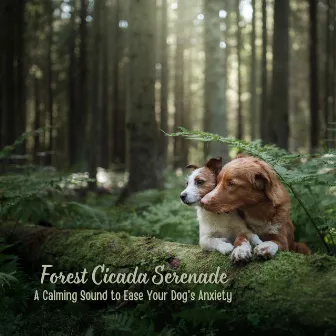 Forest Cicada Serenade: A Calming Sound to Ease Your Dog's Anxiety by Night Crickets