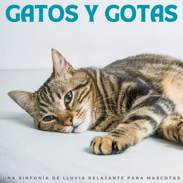 Gatos Y Gotas: Una Sinfonía De Lluvia Relajante Para Mascotas