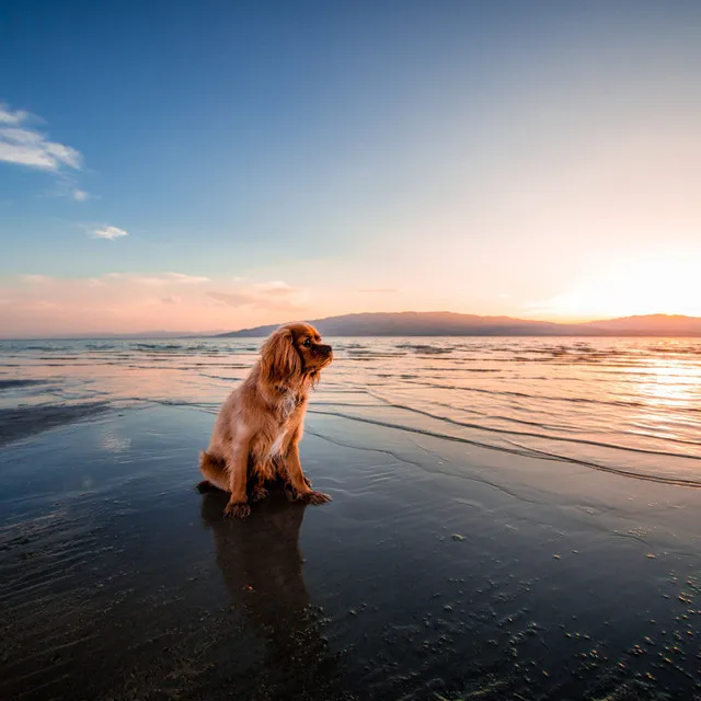 Canine Ocean Sounds Harmony, Tranquil Serenades