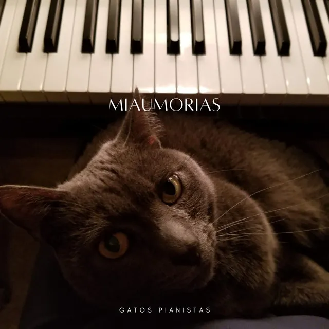 Miaumorias: Gatos Pianistas