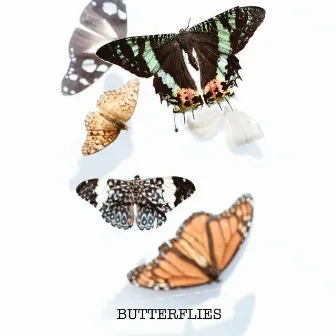 Butterflies by Boltz