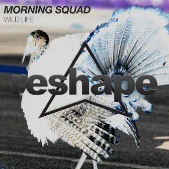 Wild Life by Morning Squad