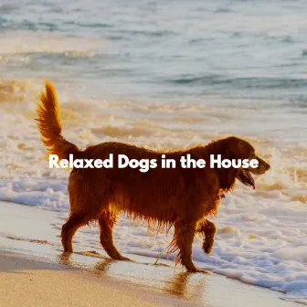 Relaxed Dogs in the House by Soft Elevator Music