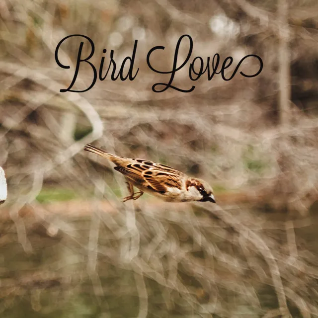 Bird Love