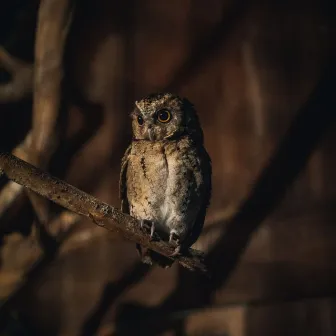 Hoot & Harmony: Owl and Wind Meditation Sounds by Calm Singing Birds Zone