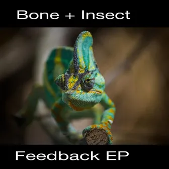 Feedback EP by Bone