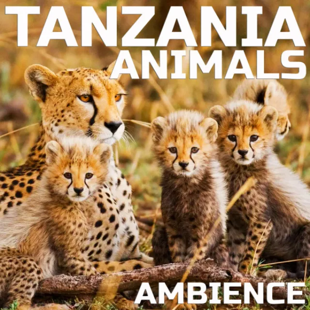 Tanzania Animals Ambience