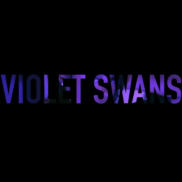 Violet Swans