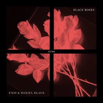 Black Roses by Daniel Klaus