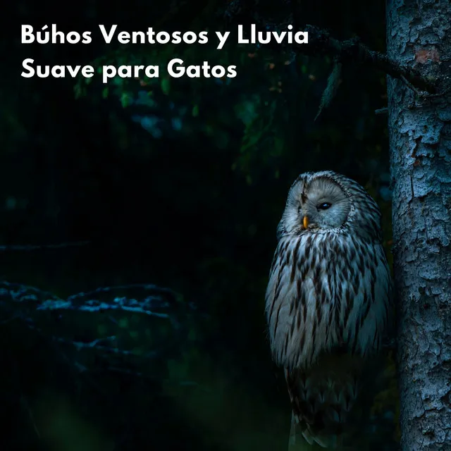 Ambiente De Bosque Lluvioso Para Gatos