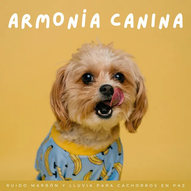 Armonía De Lluvia Canina