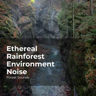 Ethereal Rainforest Environment Noise by Forest Sounds