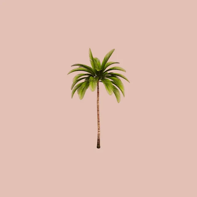 Mi palmera