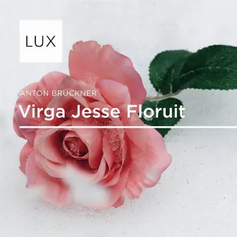 Virga Jesse, WAB 52 by Lux