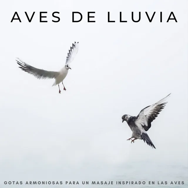 Aves De Lluvia: Gotas Armoniosas Para Un Masaje Inspirado En Las Aves