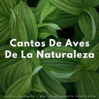 Cantos De Aves De La Naturaleza: Lluvia Calmante Y Música Relajante Para Gatos by Naturaleza y sonidos de pájaros