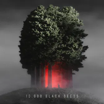 10.000 Black Seeds by Bjoern Torwellen