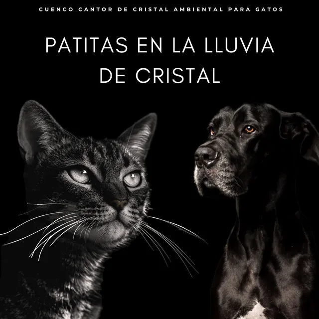 Patitas En La Lluvia De Cristal: Cuenco Cantor De Cristal Ambiental Para Gatos