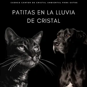 Patitas En La Lluvia De Cristal: Cuenco Cantor De Cristal Ambiental Para Gatos by Sonidos de lluvia tranquila