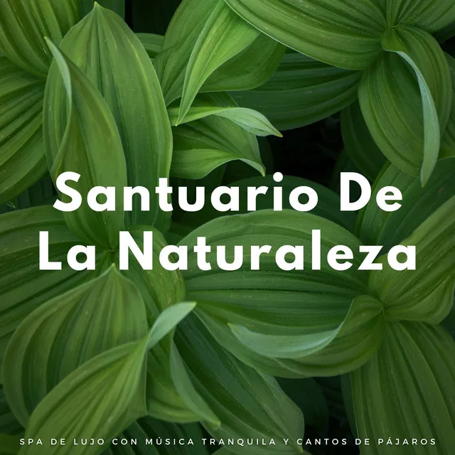 Santuario De La Naturaleza: Spa De Lujo Con Música Tranquila Y Cantos De Pájaros