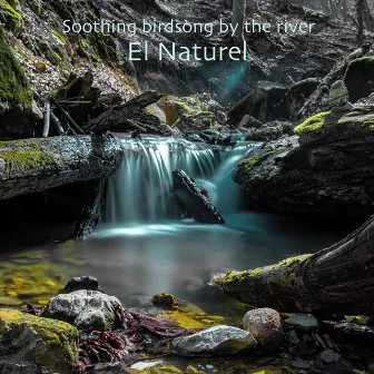 Soothing Birdsong by the River by El Naturel