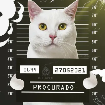 Cadê Meu Gato? by VMZ