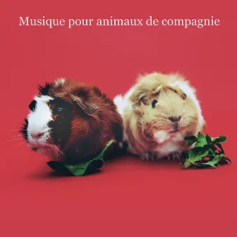 Musique pour animaux de compagnie by Musique pour Animaux de Compagnie