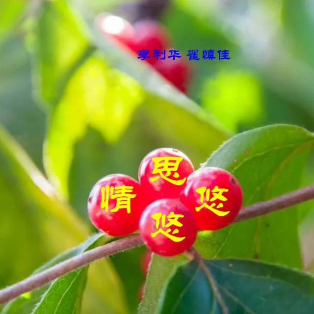 情思悠悠