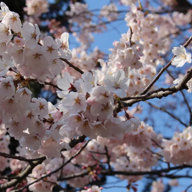 Cherry Blossoms in Sendai