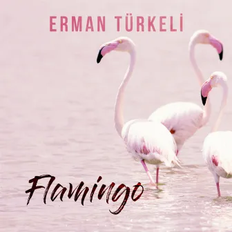 Flamingo by Erman Türkeli