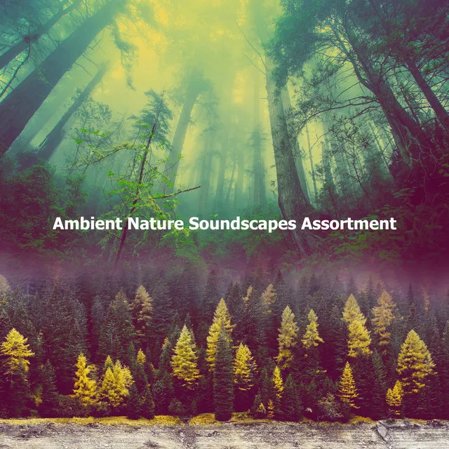 ! ! ! Ambient Nature Soundscapes Assortment ! ! !