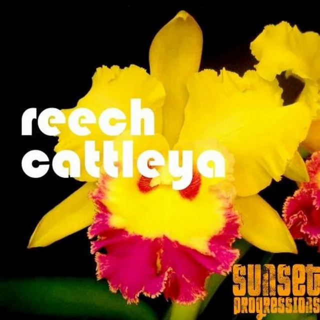 Cattleya