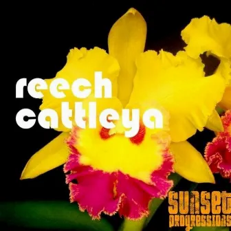 Cattleya by Reech