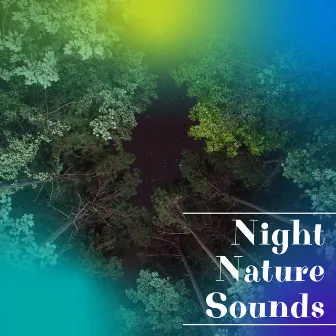 Night Nature Sounds: Soft Crickets, Owls, Water & Rain by Forest at Night Sounds