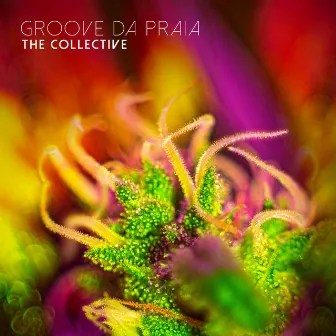 The Collective by Groove Da Praia