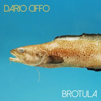 Brotula by Dario Ciffo