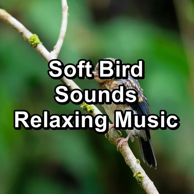 Zen Chickadees Music