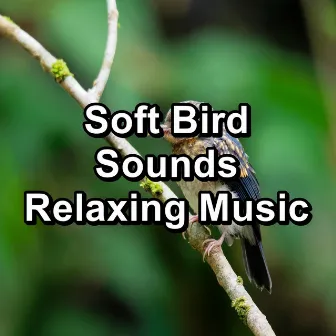 Soft Bird Sounds Relaxing Music by Bird Sounds 2016