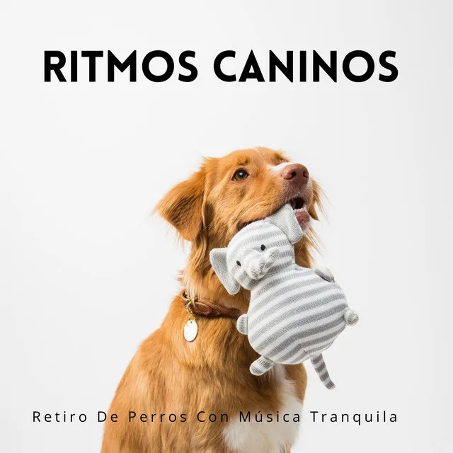 Ritmos Caninos: Retiro De Perros Con Música Tranquila