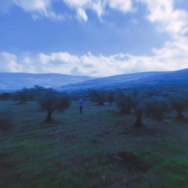 Olive Trees