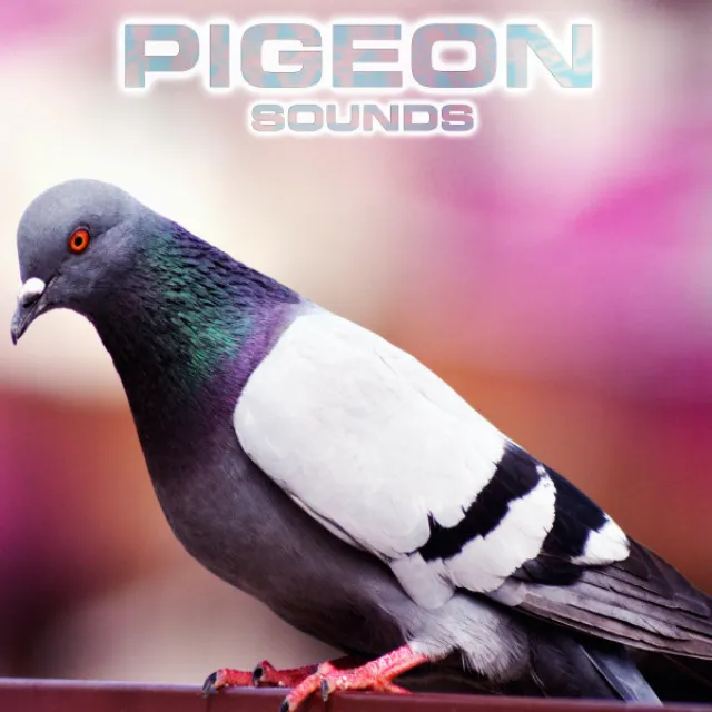 Pigeon Sounds