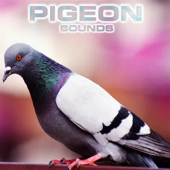 Pigeon Sounds by White Noise Ambience