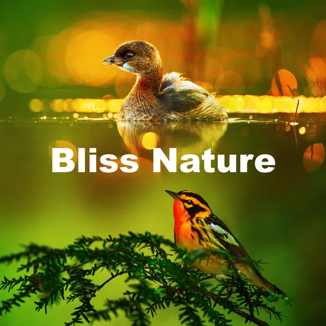 Bliss Nature