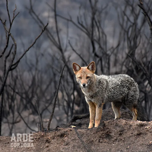 Arde Córdoba