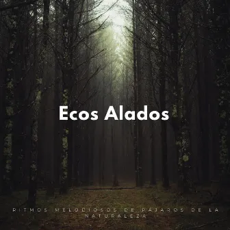 Ecos Alados: Ritmos Melodiosos De Pájaros De La Naturaleza by 