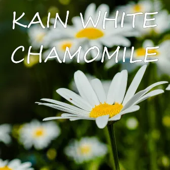 Chamomile by Kain White